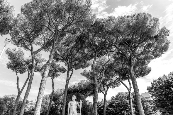 Roman trees